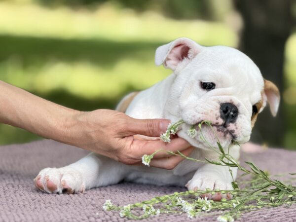 Astena English Bulldog Astena English Bulldog