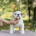 Astena-female-English-Bulldog-puppy-for-sale-1 (2)