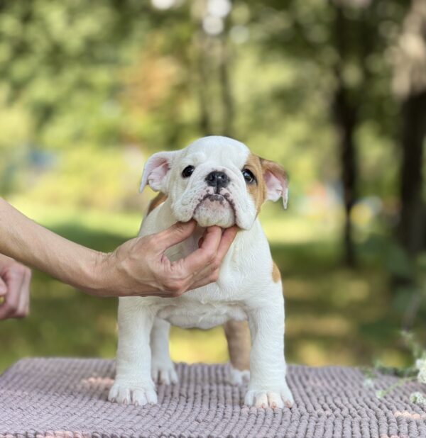 Astena English Bulldog Astena English Bulldog