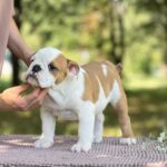 Astena-female-English-Bulldog-puppy-for-sale-1 (3)