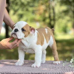 Astena English Bulldog Astena English Bulldog