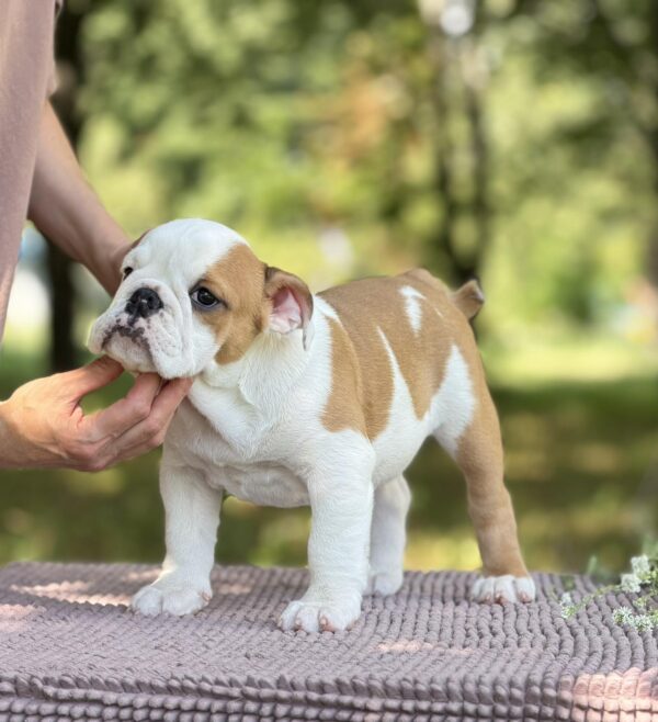 Astena English Bulldog Astena English Bulldog