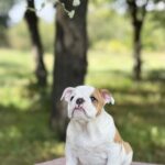 Astena-female-English-Bulldog-puppy-for-sale-1 (4)