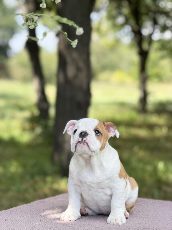 Astena English Bulldog Astena English Bulldog