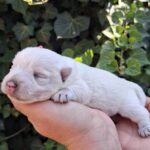 Athos-male-west-highland-terrier-puppy-for-sale- (1)