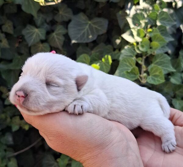 Athos West Highland White Terrier Athos West Highland White Terrier