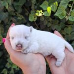 Athos-male-west-highland-terrier-puppy-for-sale- (2)