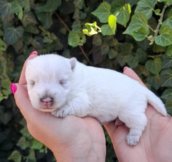 Athos West Highland White Terrier Athos West Highland White Terrier