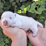 Athos-male-west-highland-terrier-puppy-for-sale- (3)