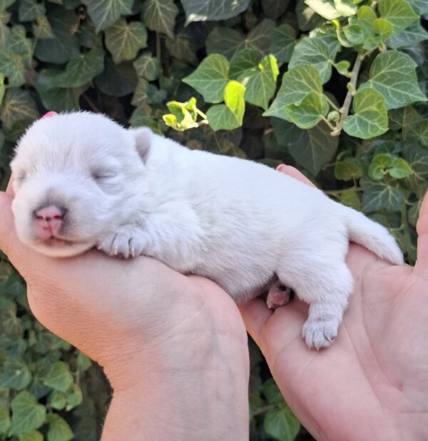 Athos West Highland White Terrier Athos West Highland White Terrier