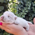 Athos-male-west-highland-terrier-puppy-for-sale- (4)