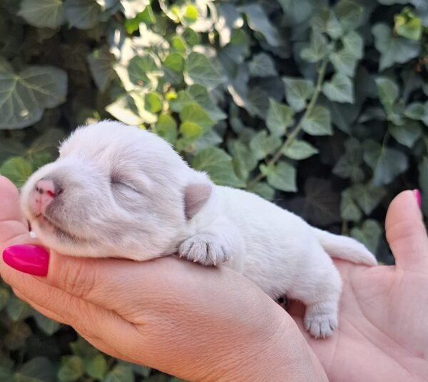 Athos West Highland White Terrier Athos West Highland White Terrier