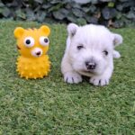 Athos-male-west-higland-terrier-puppy-for-sale- (1)