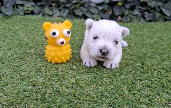 Athos West Highland White Terrier Athos West Highland White Terrier