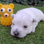 Athos-male-west-higland-terrier-puppy-for-sale- (2)