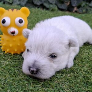 Athos West Highland White Terrier Athos West Highland White Terrier