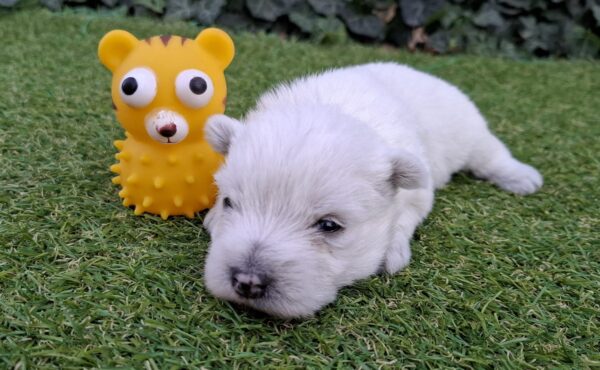 Athos West Highland White Terrier Athos West Highland White Terrier
