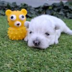 Athos-male-west-higland-terrier-puppy-for-sale- (3)
