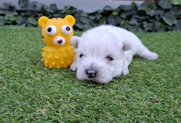 Athos West Highland White Terrier Athos West Highland White Terrier