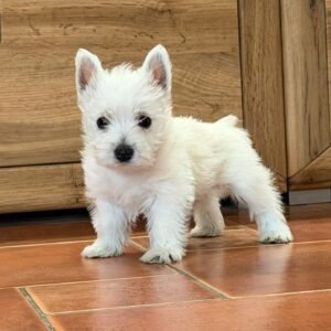 Athos West Highland White Terrier Athos West Highland White Terrier