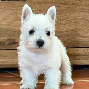 Athos West Highland White Terrier Athos West Highland White Terrier
