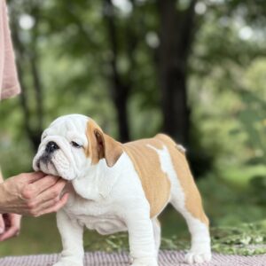 Atlas English Bulldog Atlas English Bulldog
