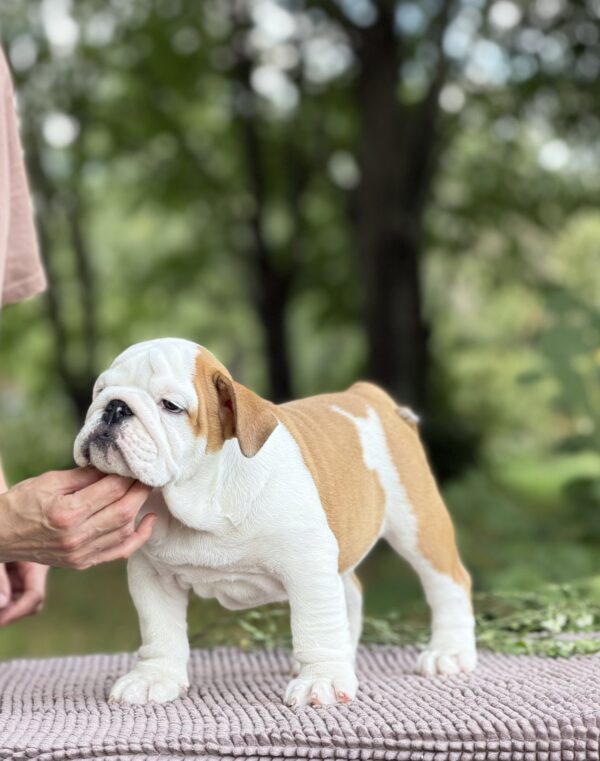 Atlas English Bulldog Atlas English Bulldog