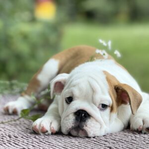 Atlas English Bulldog Atlas English Bulldog