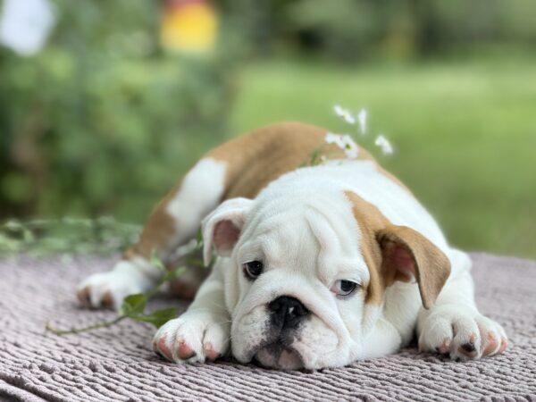 Atlas English Bulldog Atlas English Bulldog