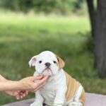 Atlas-male-English-Bulldog-puppy-for-sale-1 (3)