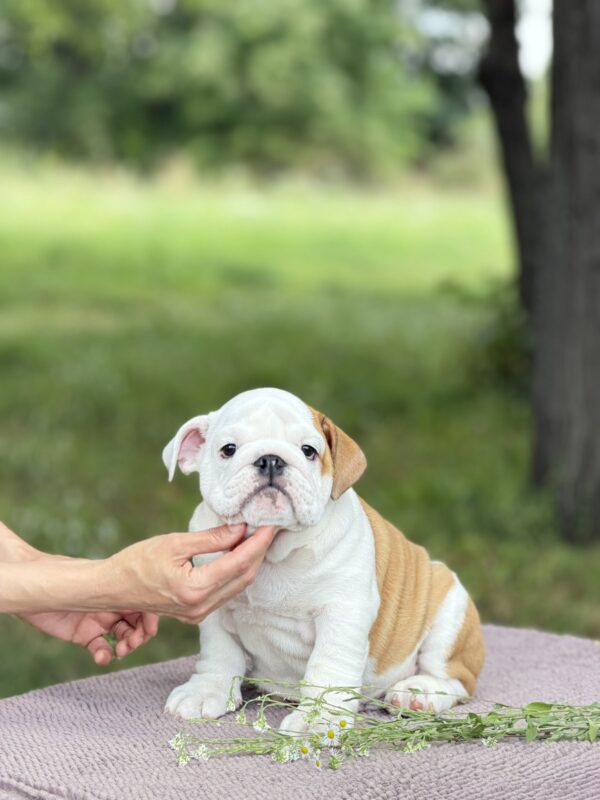 Atlas English Bulldog Atlas English Bulldog