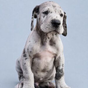 Atlas Great Dane Atlas Great Dane