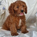 Atom-male-Cavapoo-puppy-for-sale-1