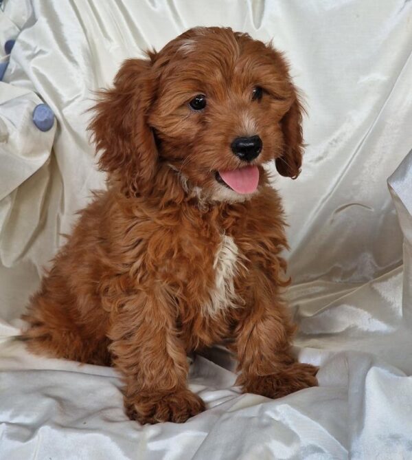 Atom Cavapoo Atom Cavapoo