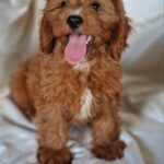 Atom-male-Cavapoo-puppy-for-sale-2