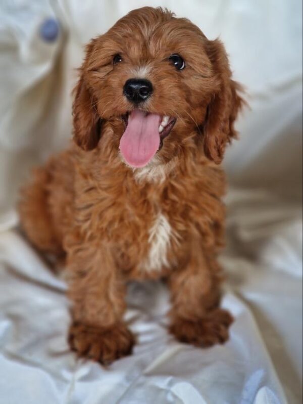 Atom Cavapoo Atom Cavapoo