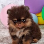 Atze-male-pomeranian-puppy-for-sale- (1)