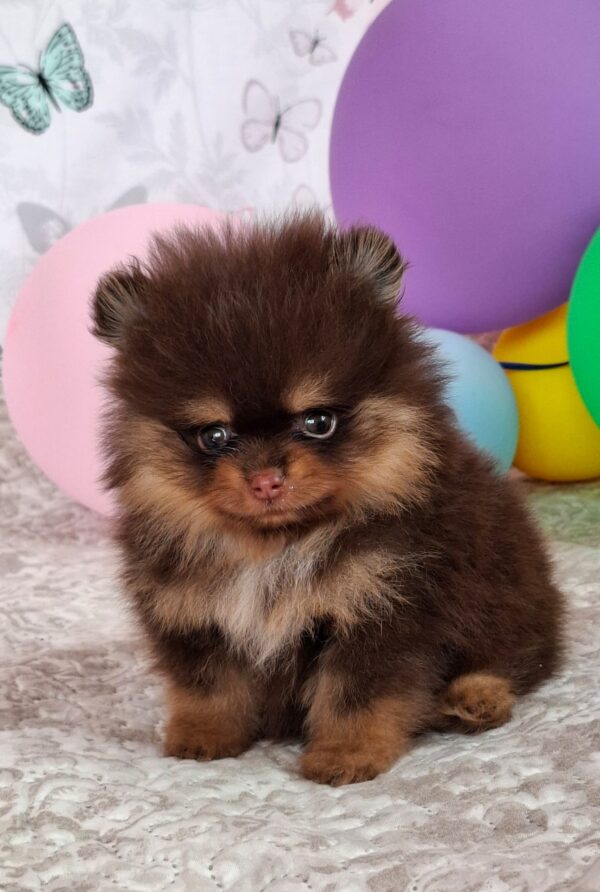 Atze Pomeranian Atze Pomeranian
