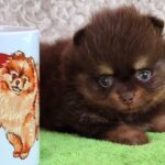 Atze-male-pomeranian-puppy-for-sale- (1)