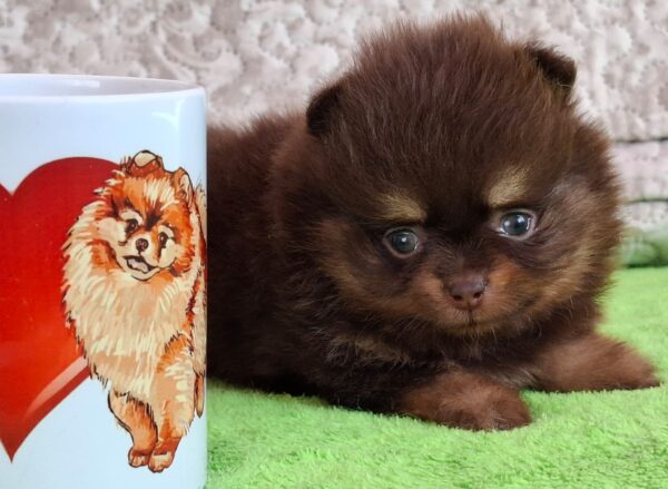 Atze Pomeranian Atze Pomeranian