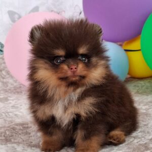 Atze Pomeranian Atze Pomeranian