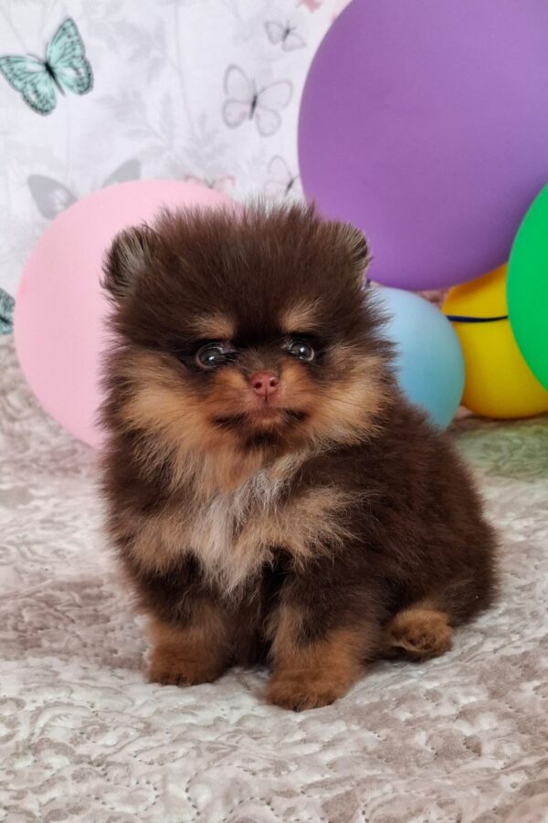 Atze Pomeranian Atze Pomeranian