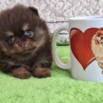 Atze-male-pomeranian-puppy-for-sale- (2)