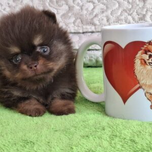 Atze Pomeranian Atze Pomeranian