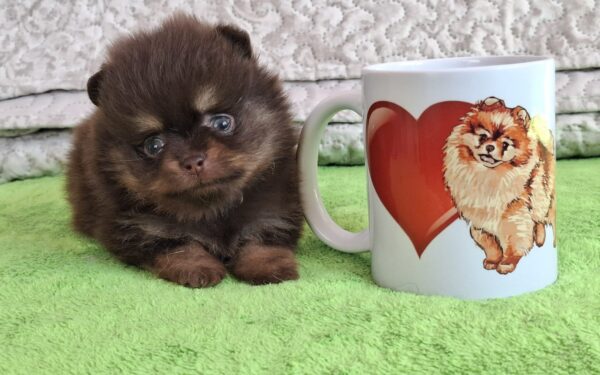 Atze Pomeranian Atze Pomeranian