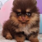 Atze-male-pomeranian-puppy-for-sale- (3)