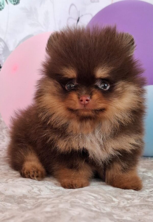 Atze Pomeranian Atze Pomeranian