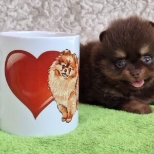 Atze Pomeranian Atze Pomeranian