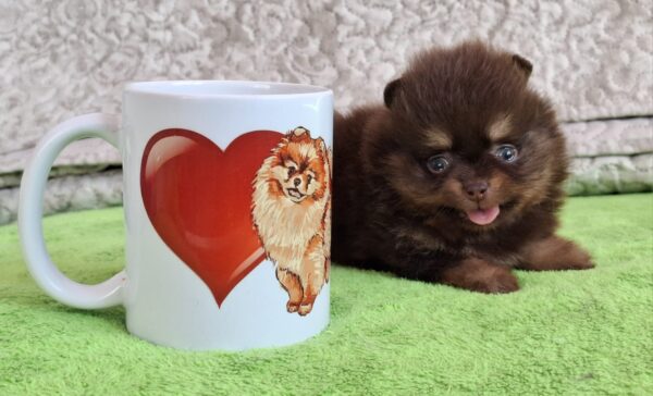 Atze Pomeranian Atze Pomeranian