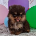 Atze-male-pomeranian-puppy-for-sale- (4)
